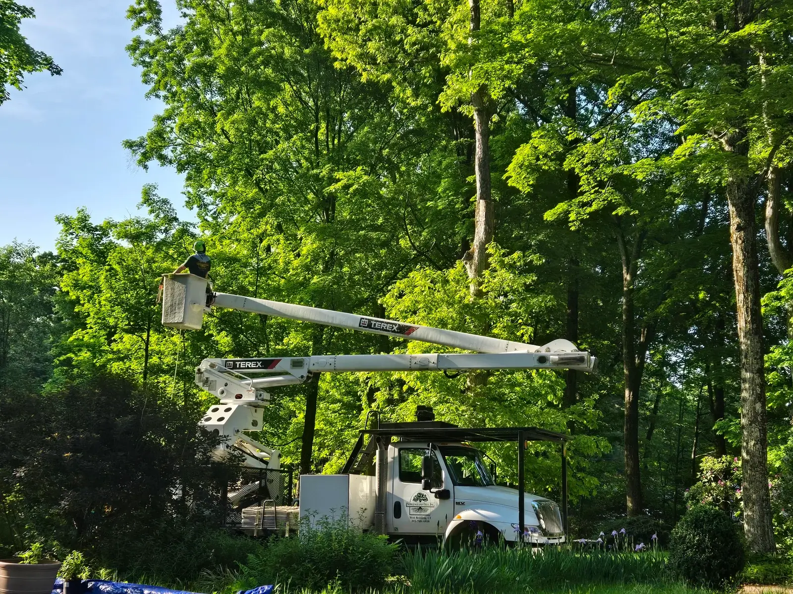 TREE-REMOVAL